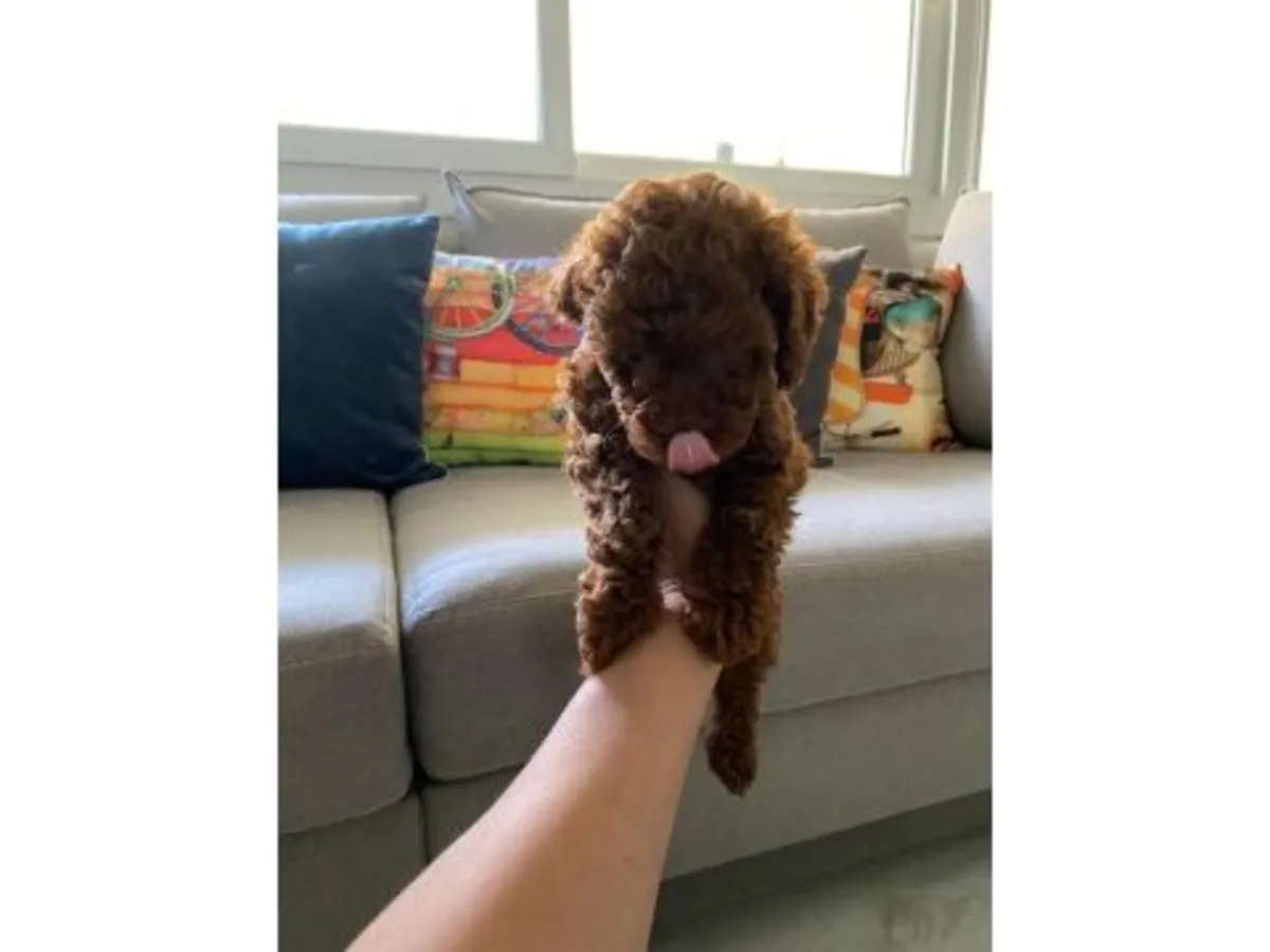 Caniche marron mâle sociable