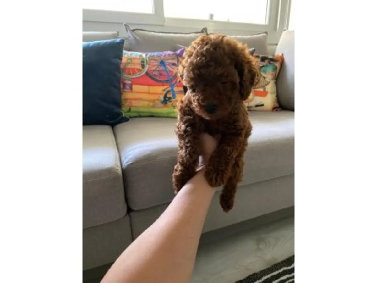 Caniche marron mâle sociable