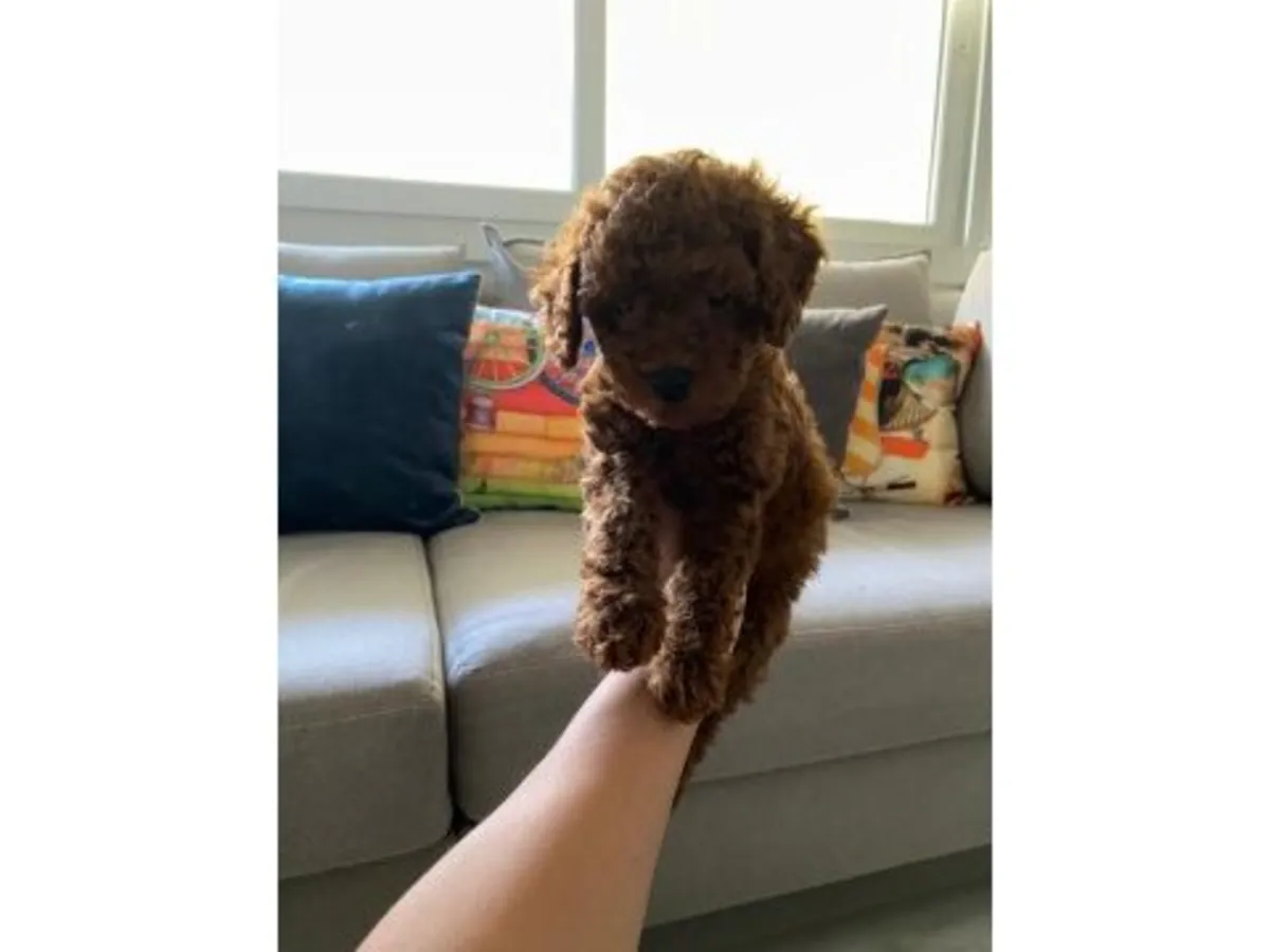 Caniche marron mâle sociable