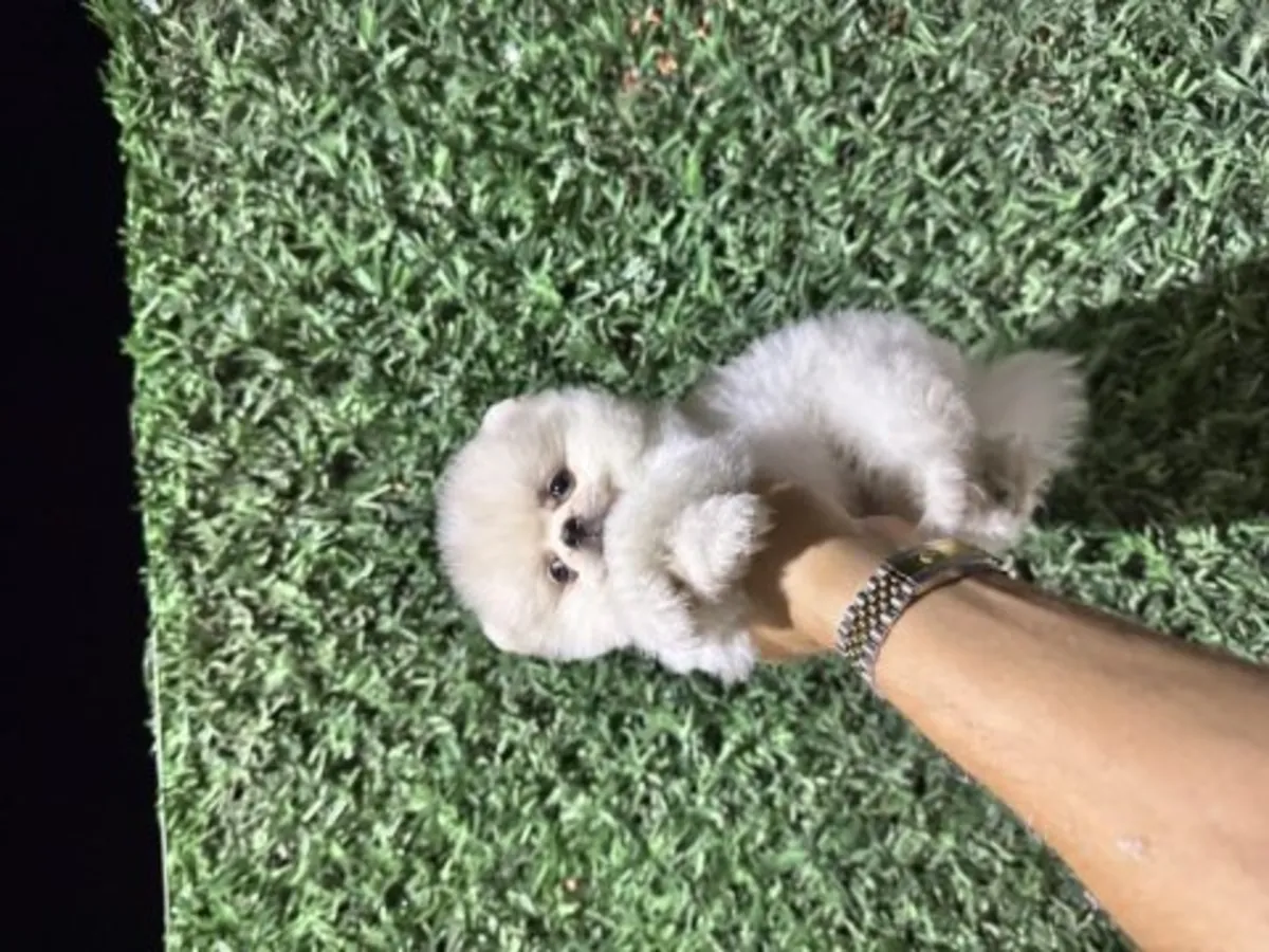 Pomeranian blanc mâle habitué à la vie familiale