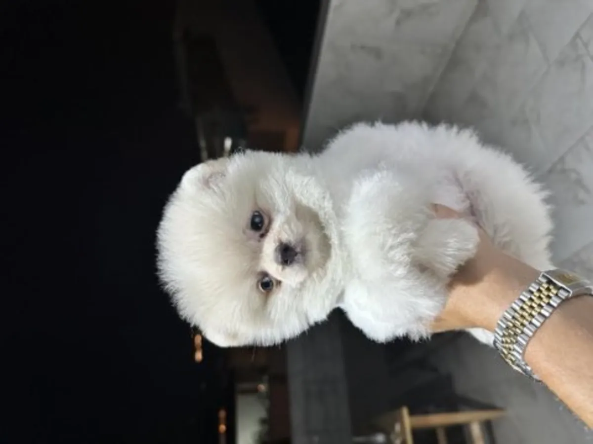 Pomeranian blanc mâle habitué à la vie familiale