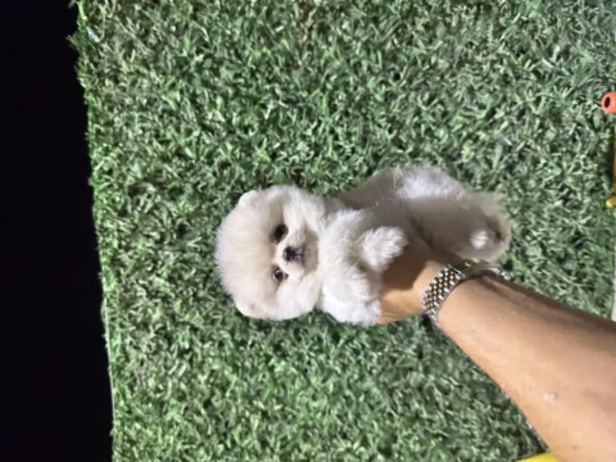Pomeranian blanc mâle habitué à la vie familiale