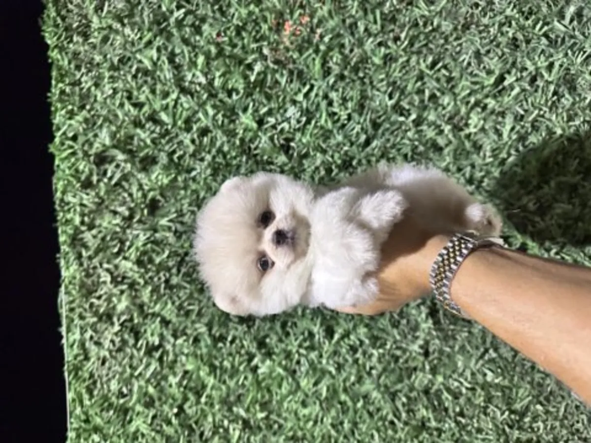 Pomeranian blanc mâle habitué à la vie familiale