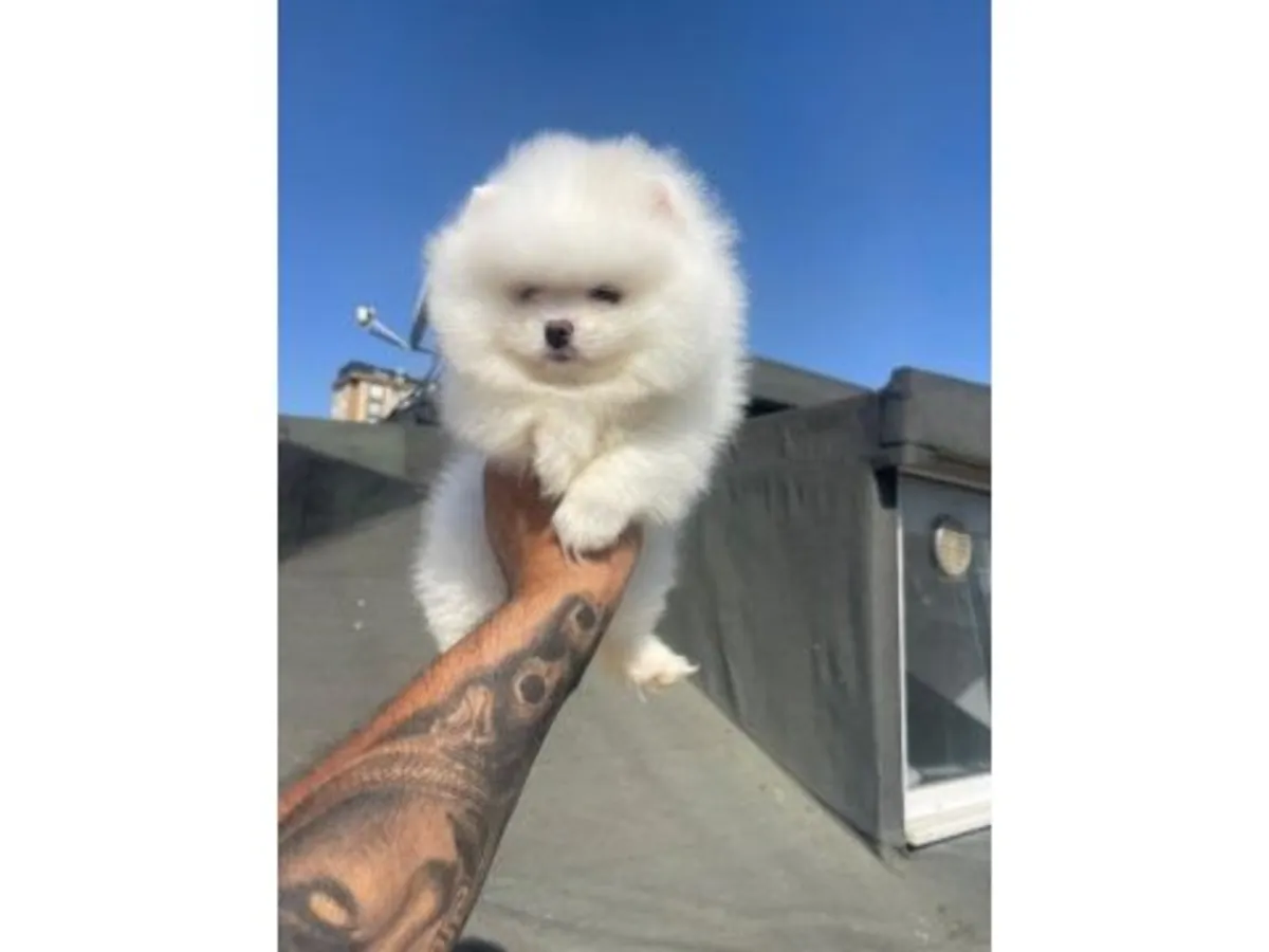 Pomeranian blanche calme à adopter