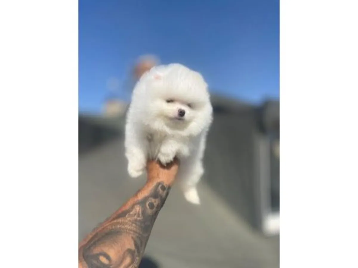 Pomeranian blanche calme à adopter