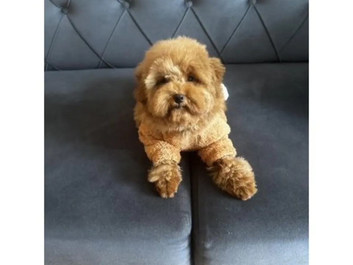 Caniche marron mâle élevé à la maison