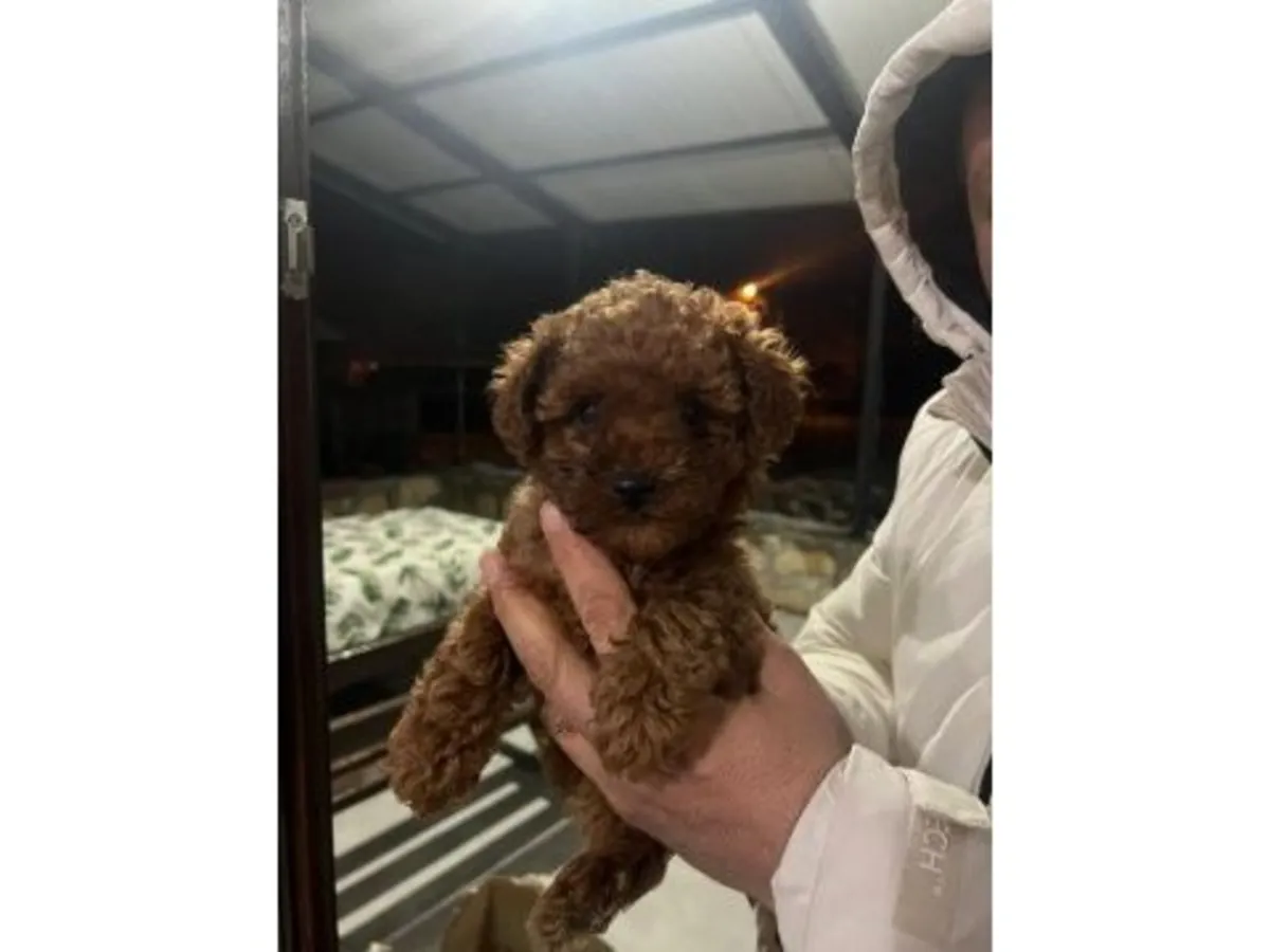 Caniche marron mâle doux à adopter