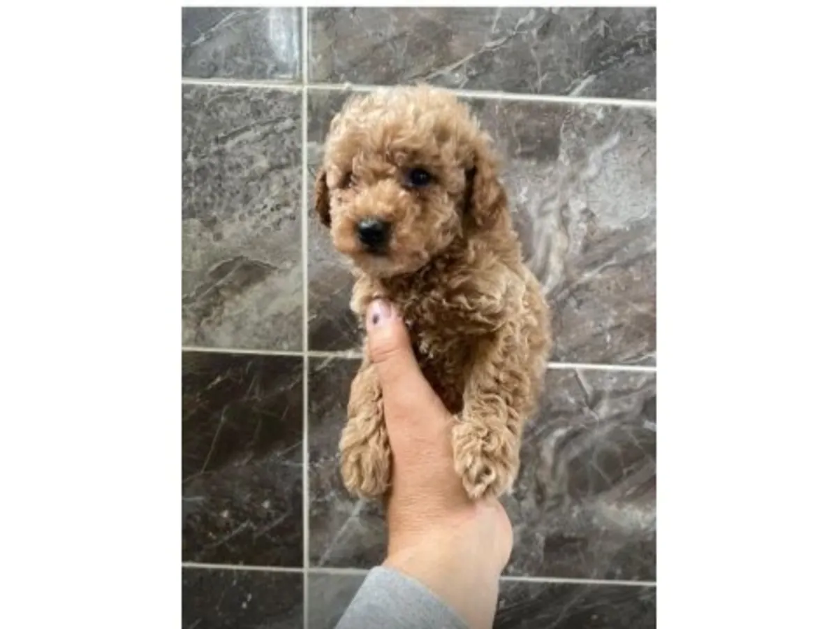 Caniche marron mâle doux à adopter