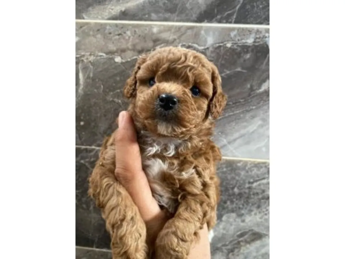 Caniche marron mâle doux à adopter