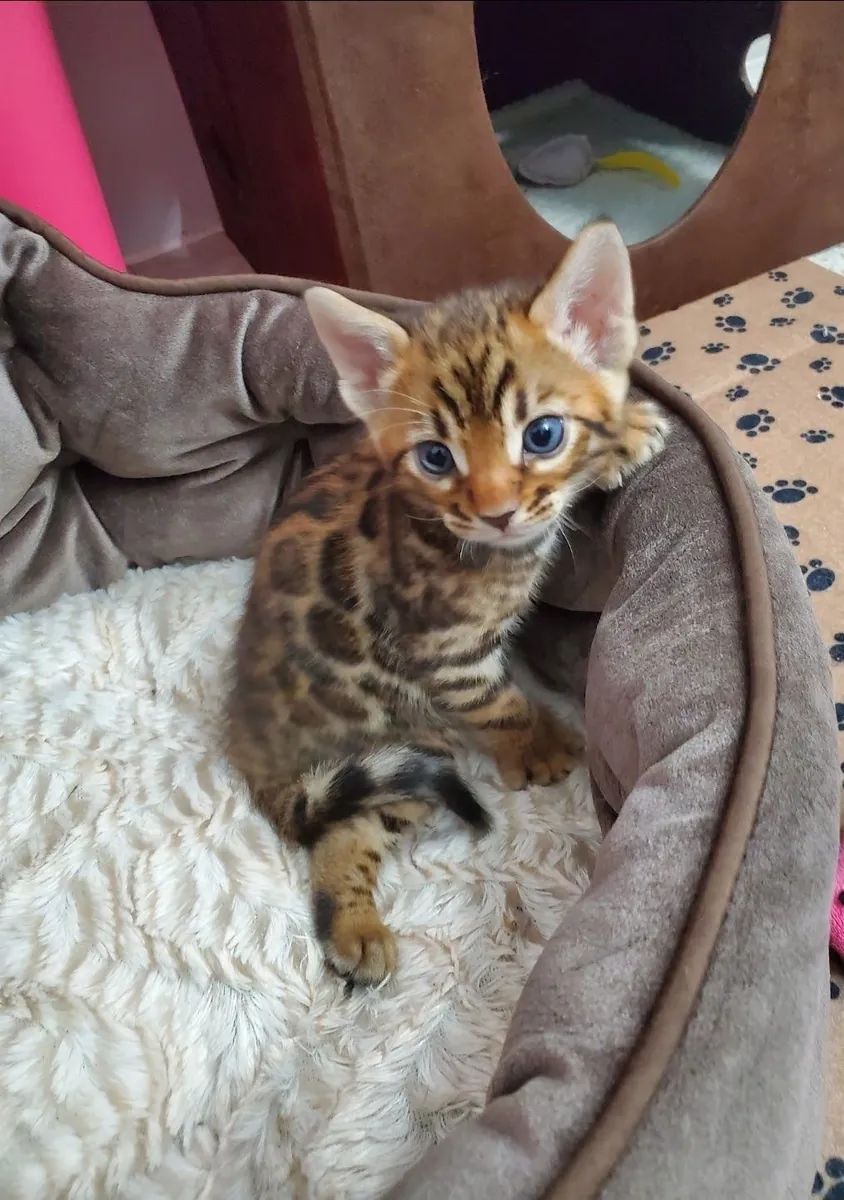 Bengal kitten