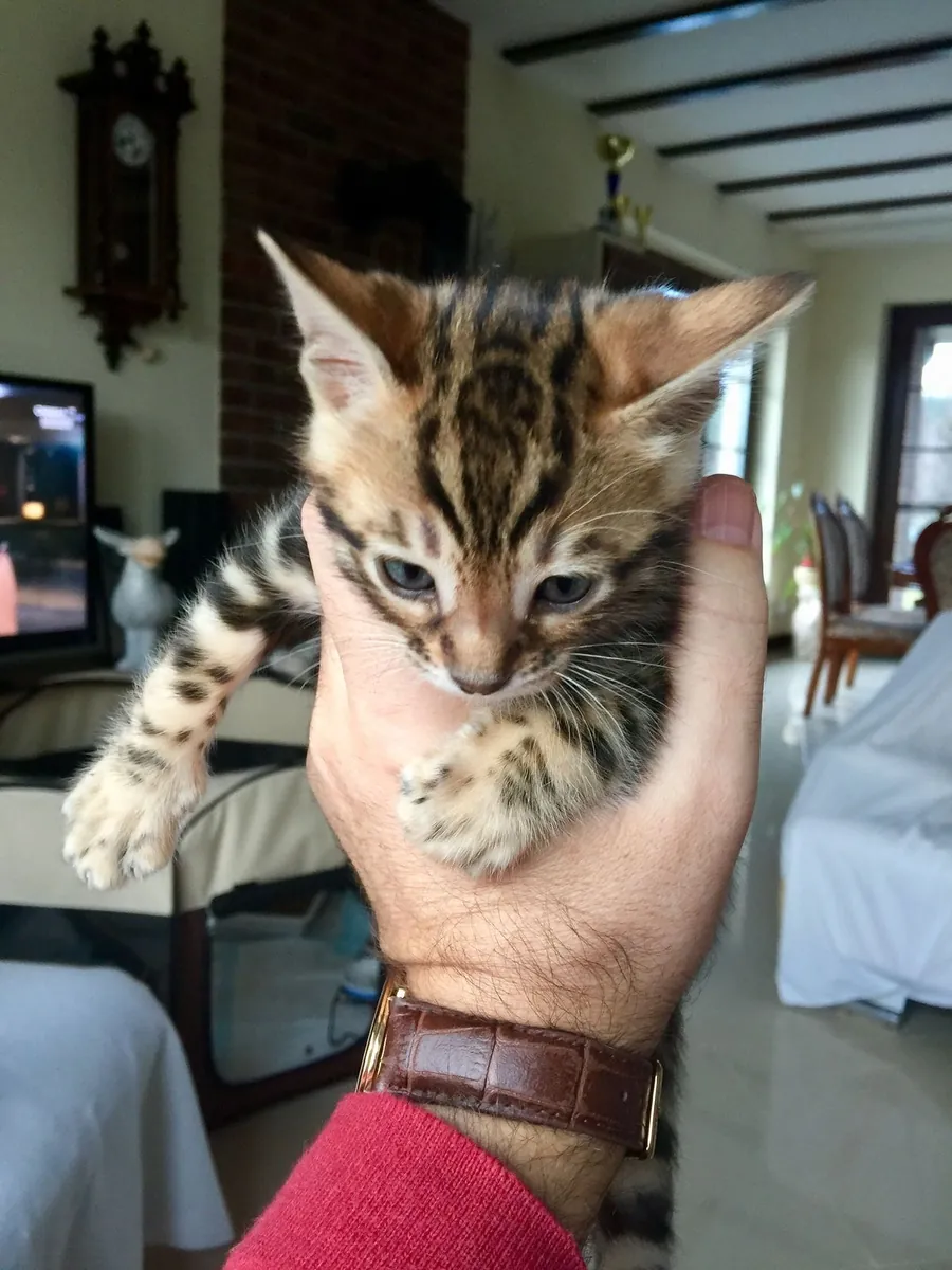 Bengal kitten