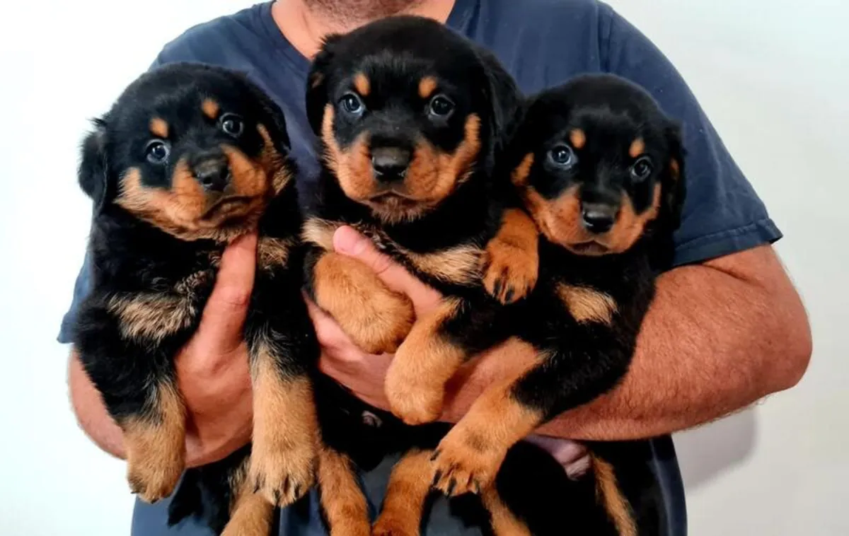 珍贵的罗威纳幼犬