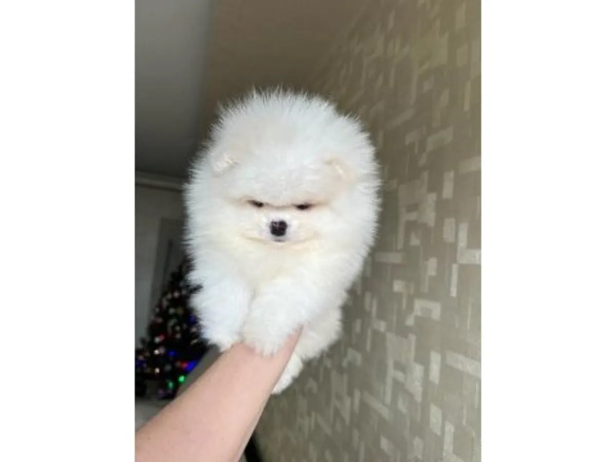 Poméranien mâle blanc élevé à la maison