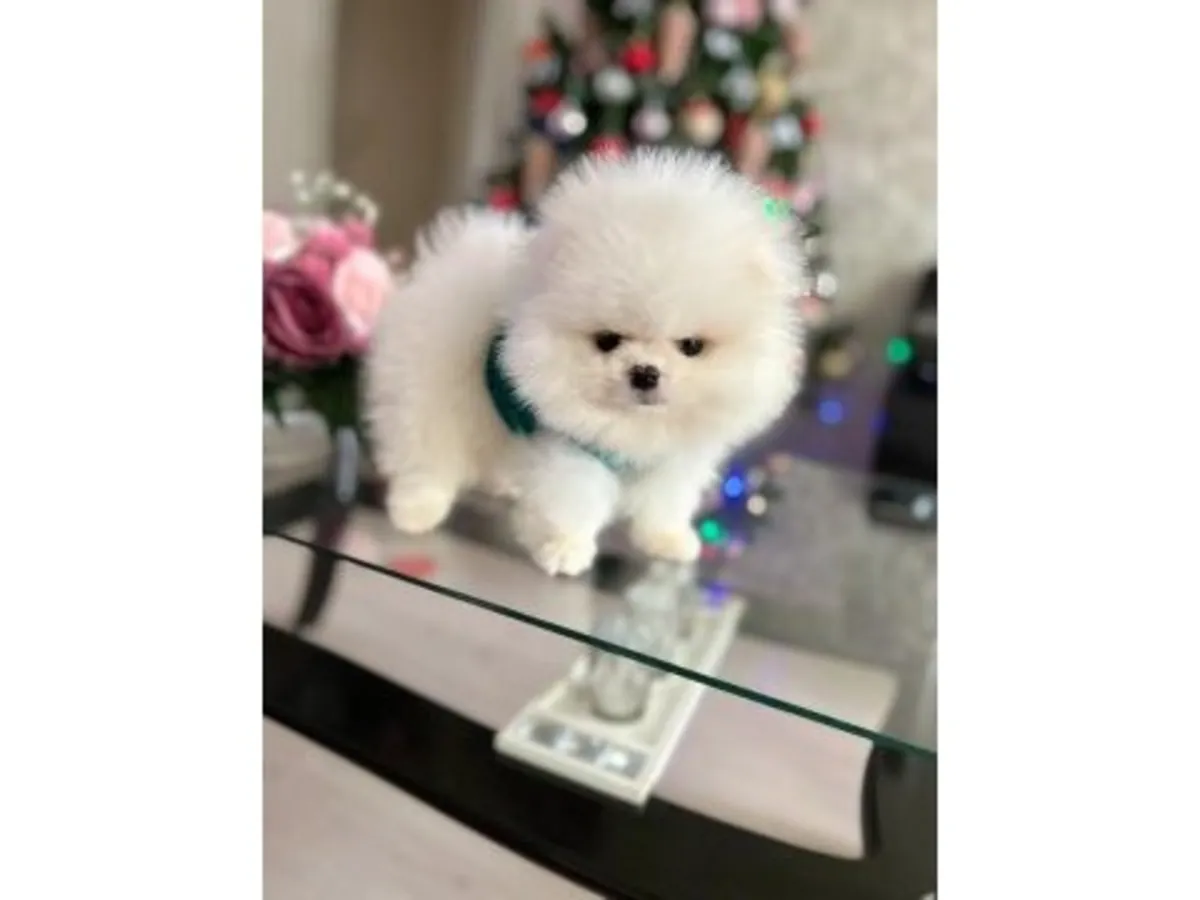 Poméranien mâle blanc élevé à la maison