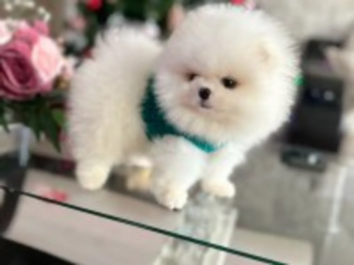 Poméranien mâle blanc élevé à la maison