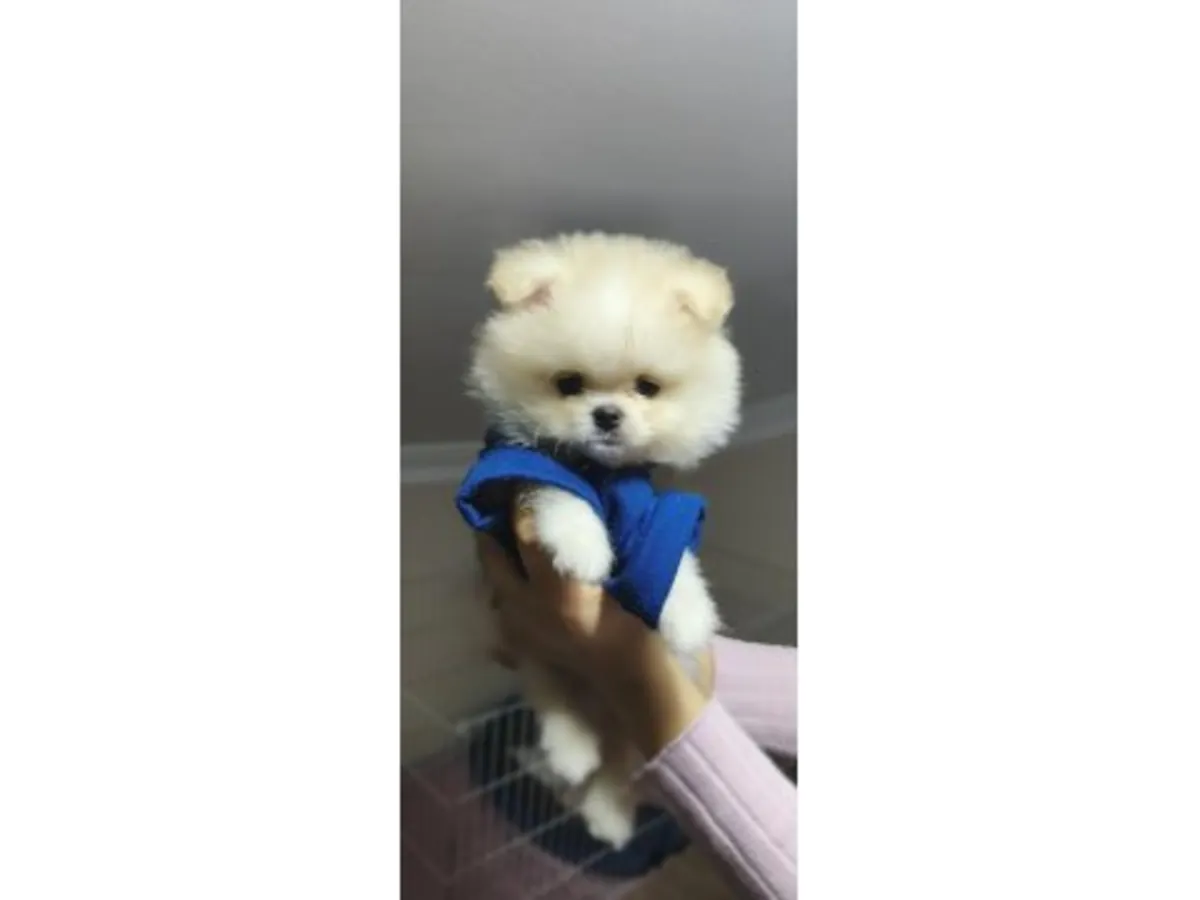 Poméranien blanc adulte disponible à l'adoption