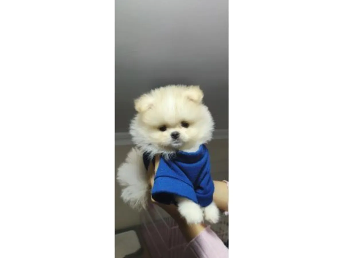 Poméranien blanc adulte disponible à l'adoption