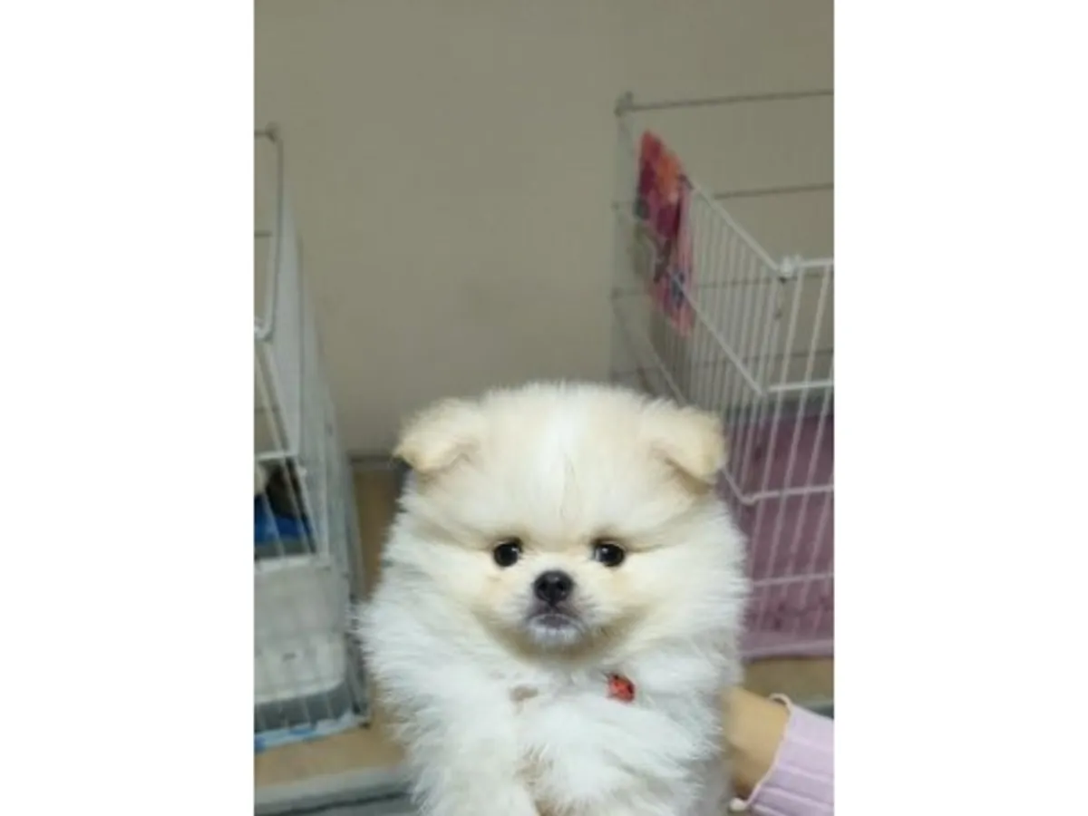 Poméranien blanc adulte disponible à l'adoption