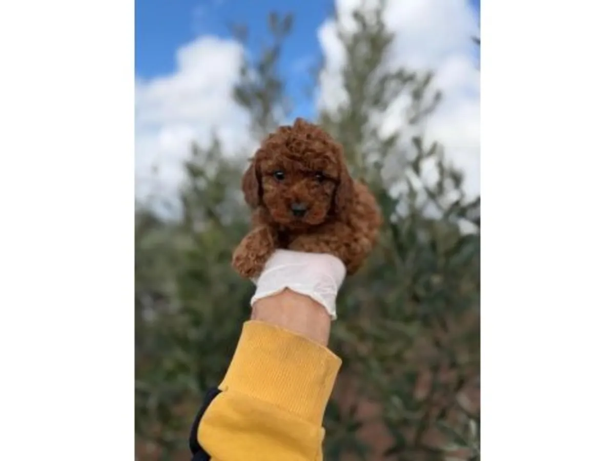 Сбалансированный кобель коричневого пуделя