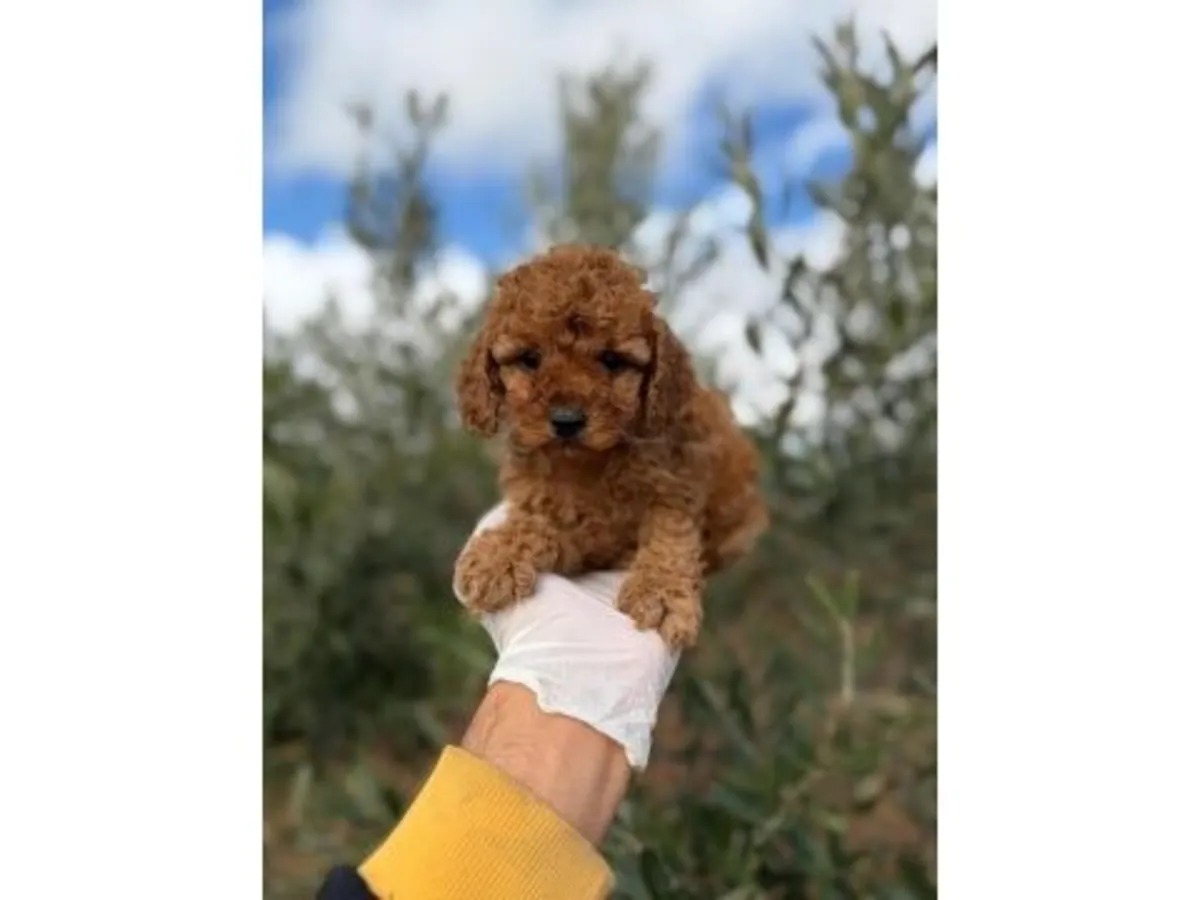 Сбалансированный кобель коричневого пуделя