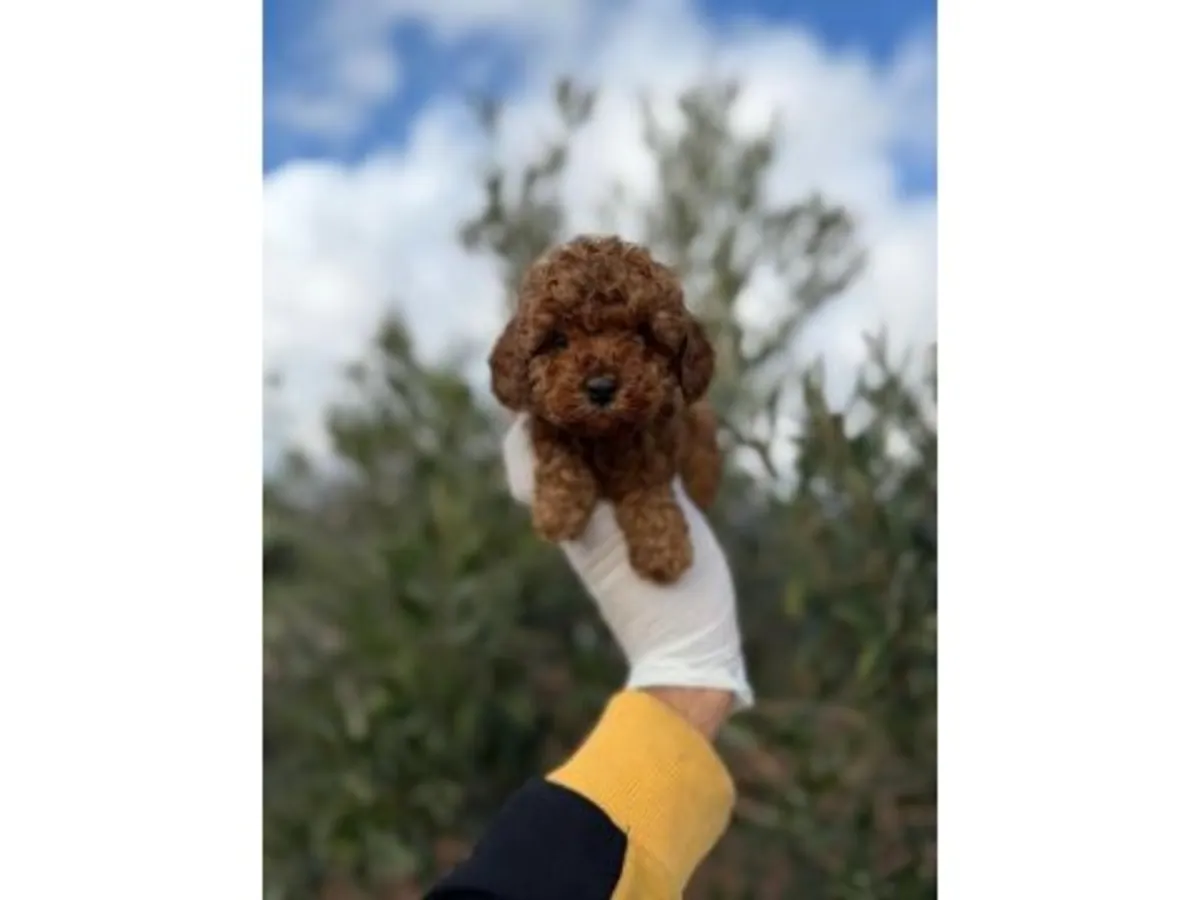 Сбалансированный кобель коричневого пуделя