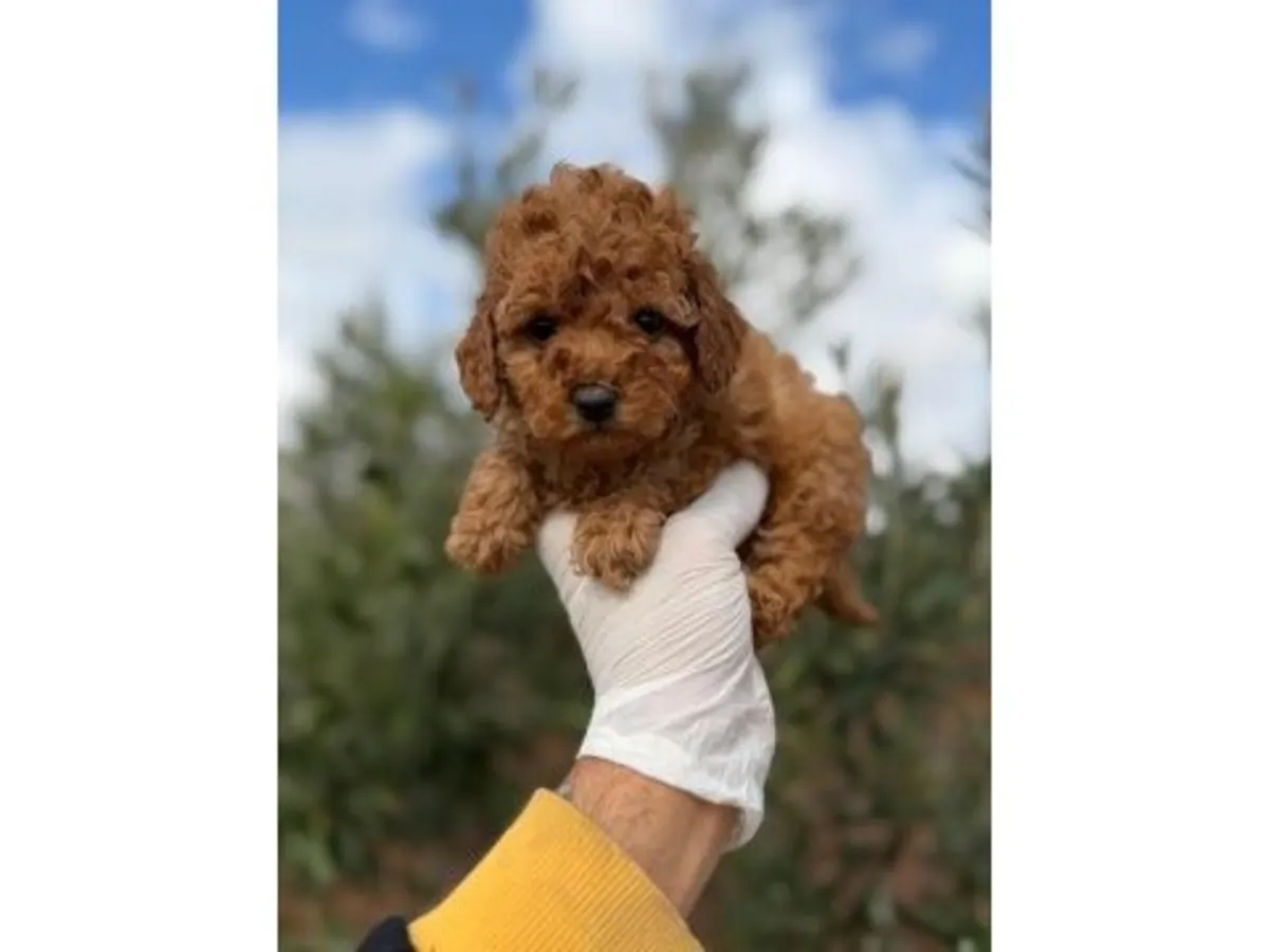 Сбалансированный кобель коричневого пуделя