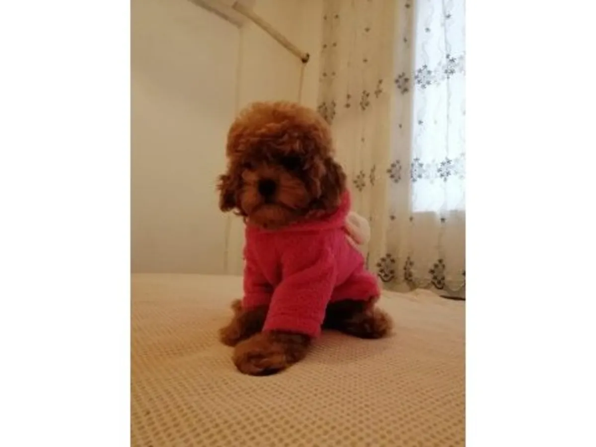 Продается самка коричневого пуделя.