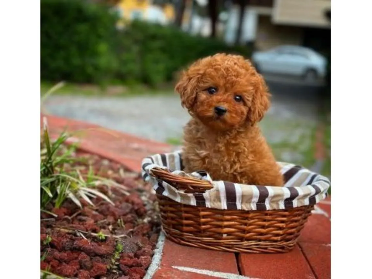 Общительный самец коричневого пуделя