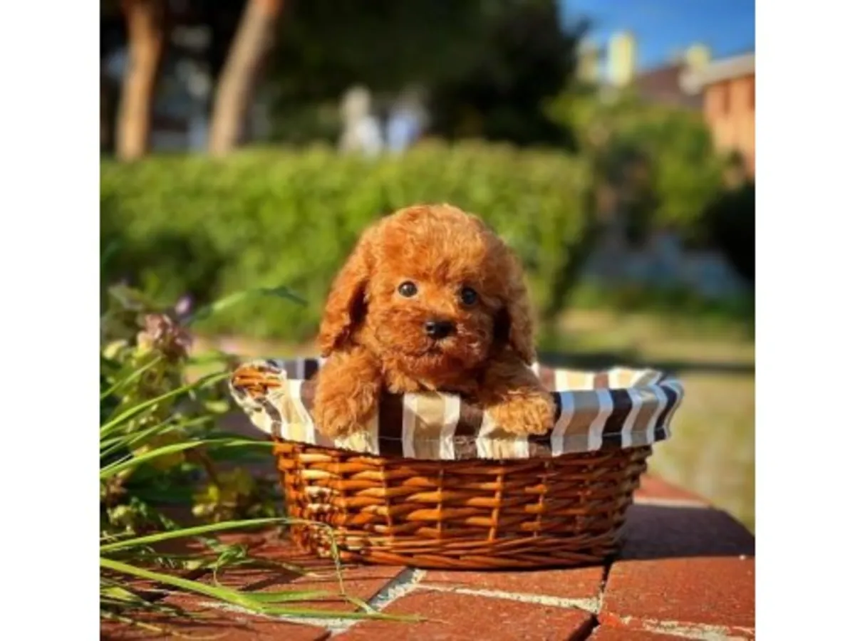 Общительный самец коричневого пуделя