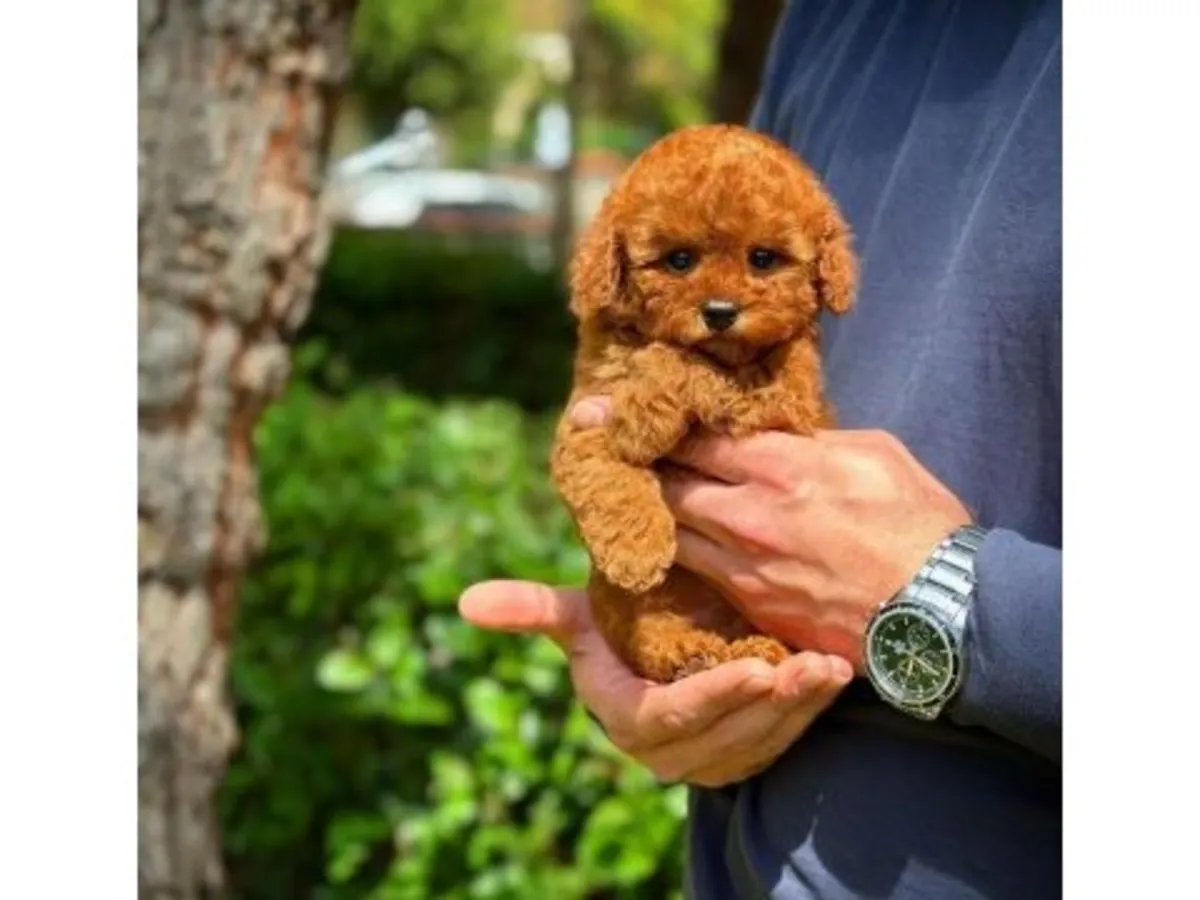 Общительный самец коричневого пуделя