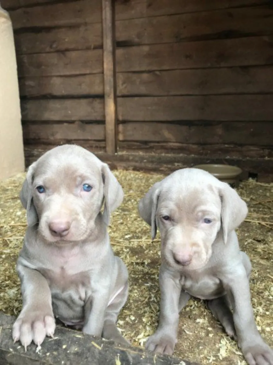 Weimaraner köpekleri ve yavruları.