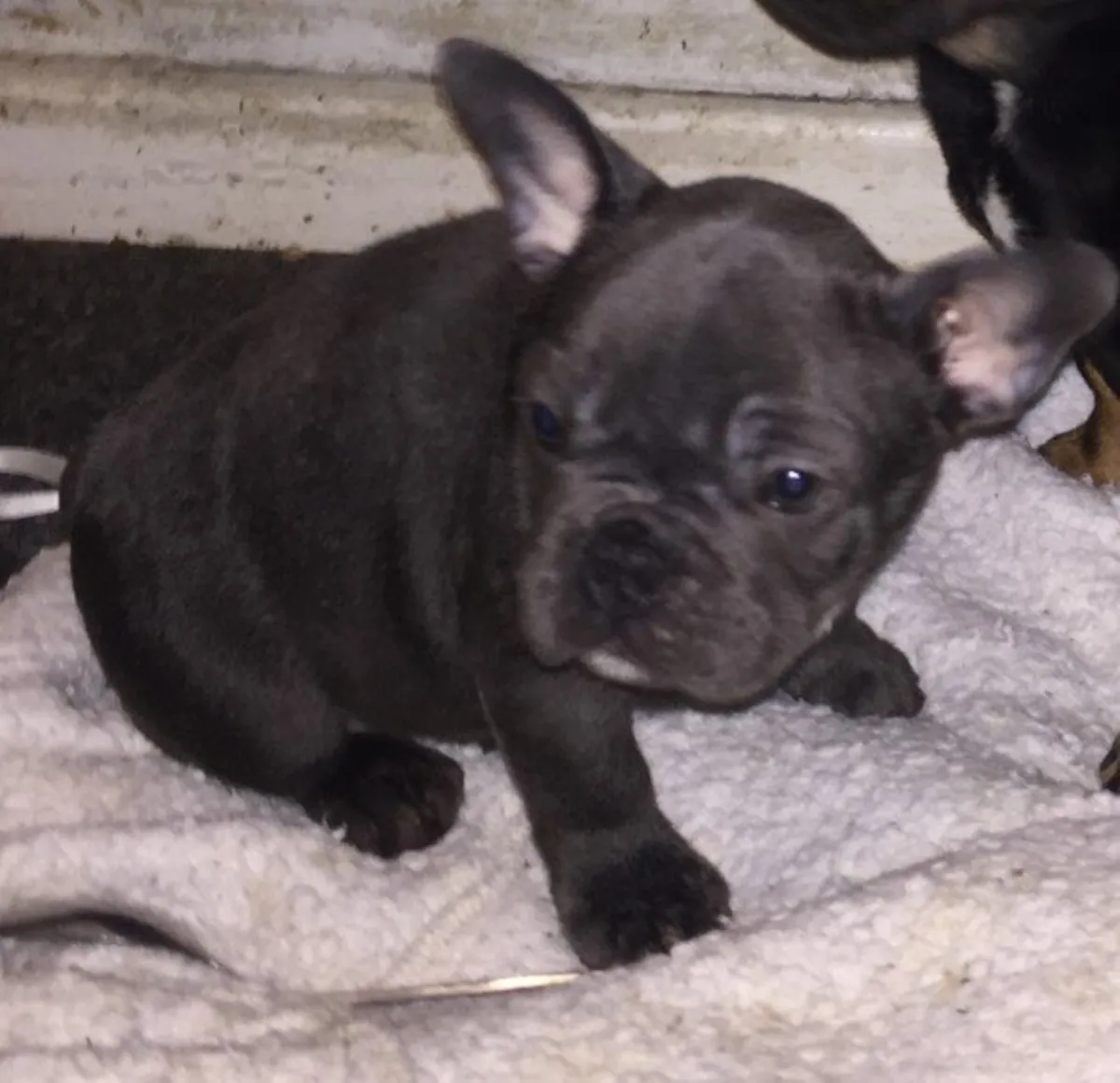 Clean, purebred female French Bulldog puppies.