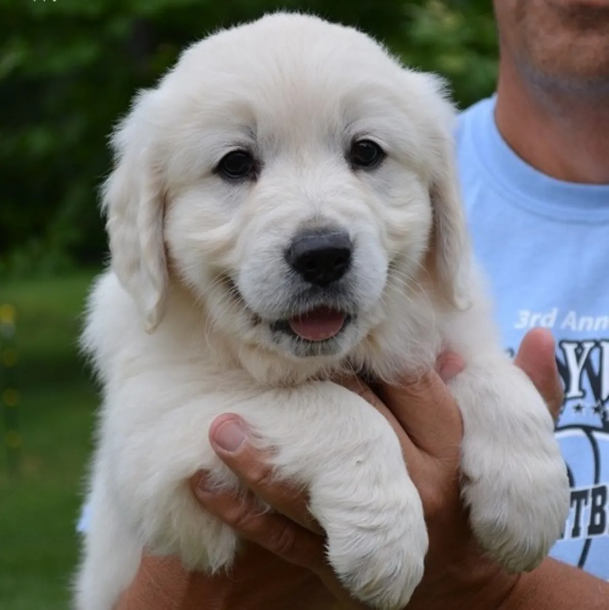 Spectacular Golden Retriever puppies, males and females, purebred and registered.