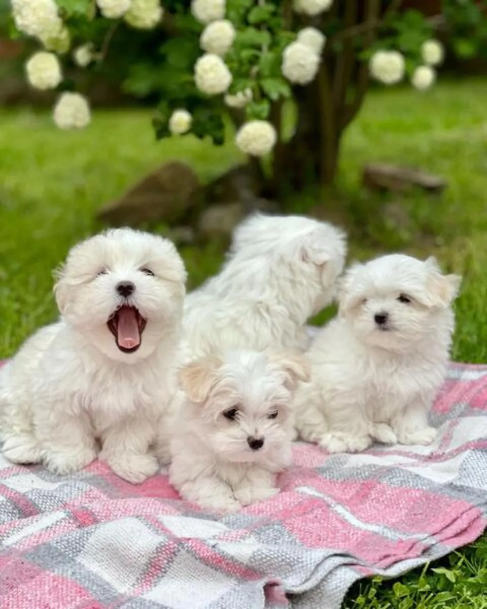 Cachorros de maltés (macho y hembra) en Mundemba.