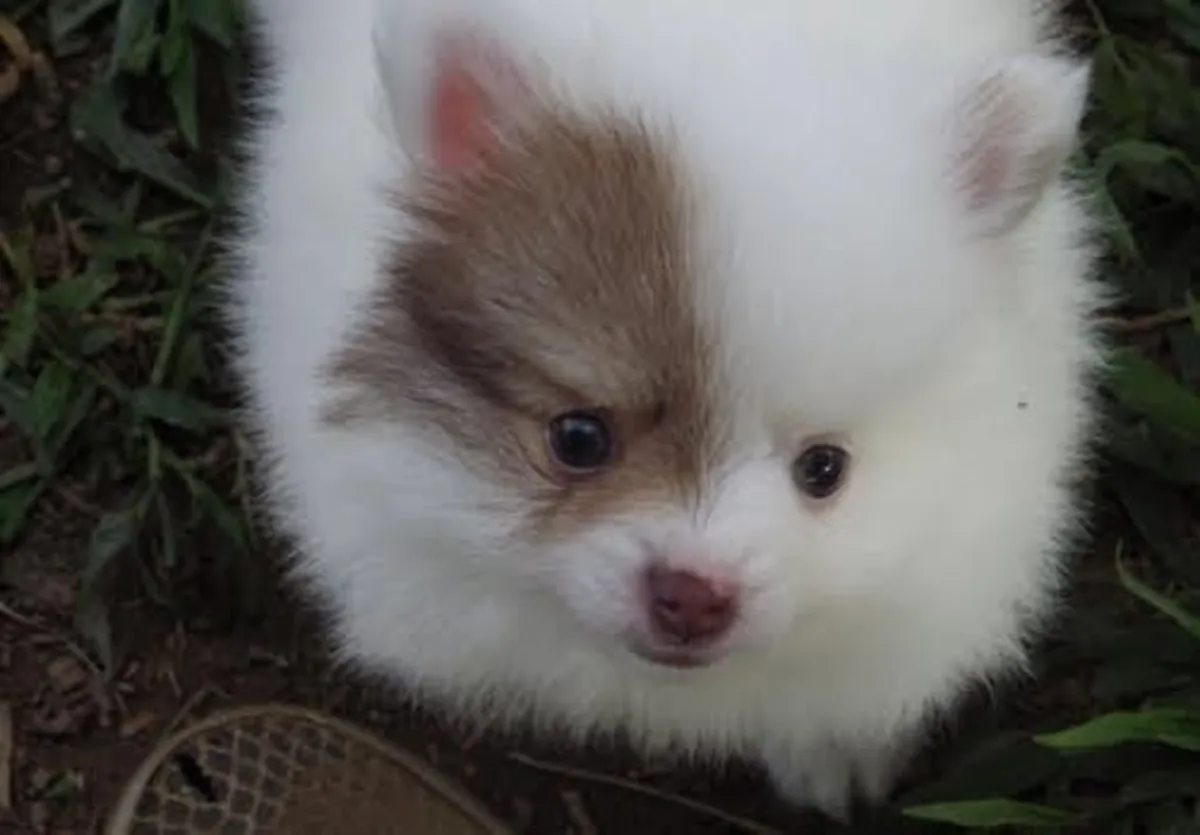 罗兰·埃格贝的博美幼犬正在寻找新家。