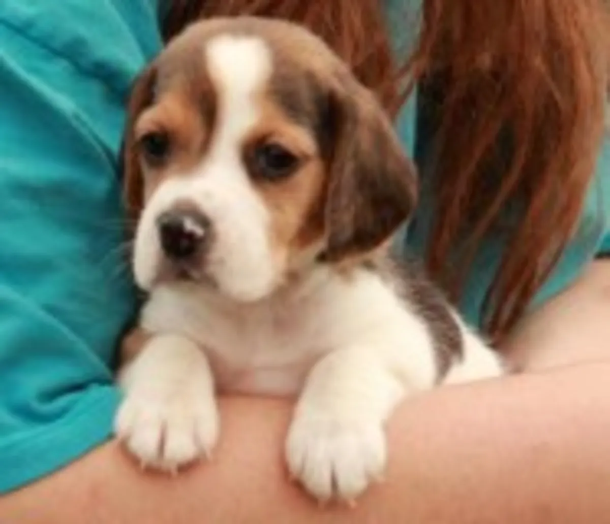 Chiots Beagle de Wrinkle Shame