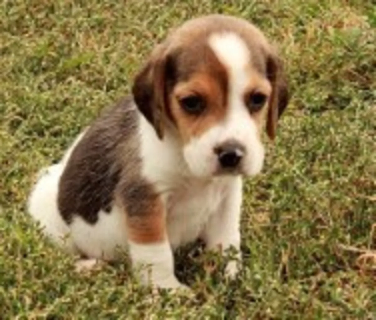 Chiots Beagle de Wrinkle Shame