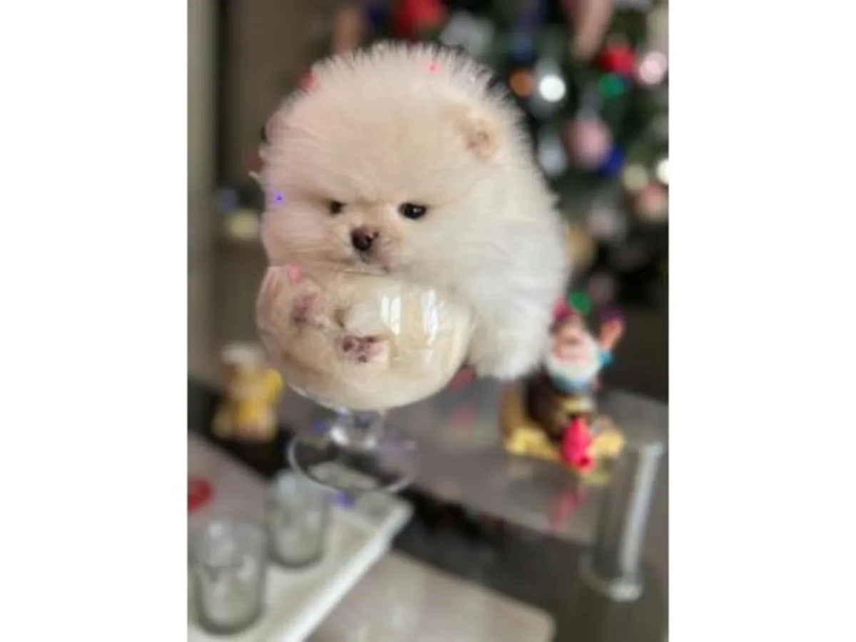 Очаровательный щенок померанского шпица 