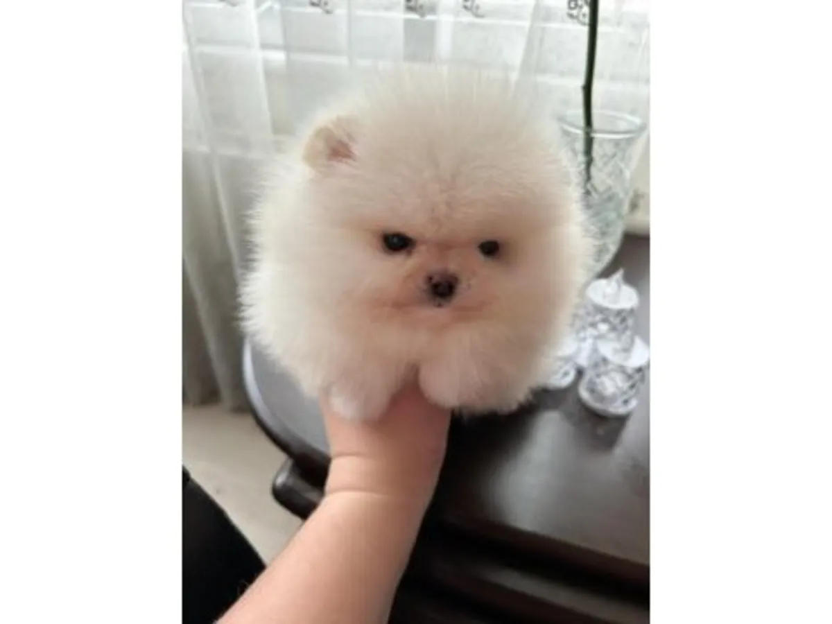 Очаровательный щенок померанского шпица 