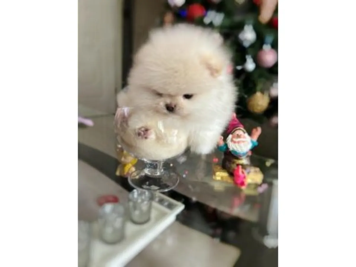 Очаровательный щенок померанского шпица 