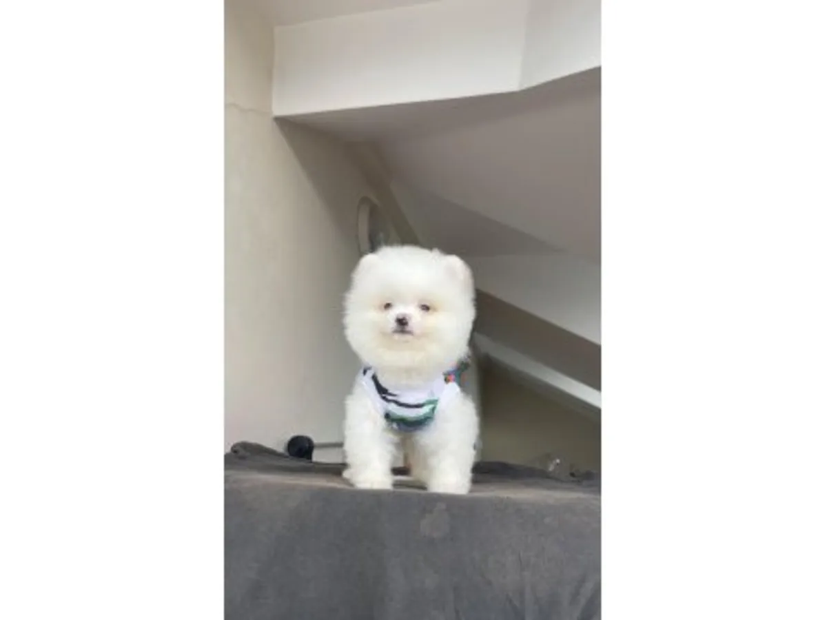 Adorable Poméranien blanc - Adoption gratuite pour un foyer paisible