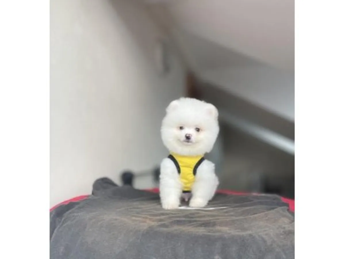 Adorable Poméranien blanc - Adoption gratuite pour un foyer paisible