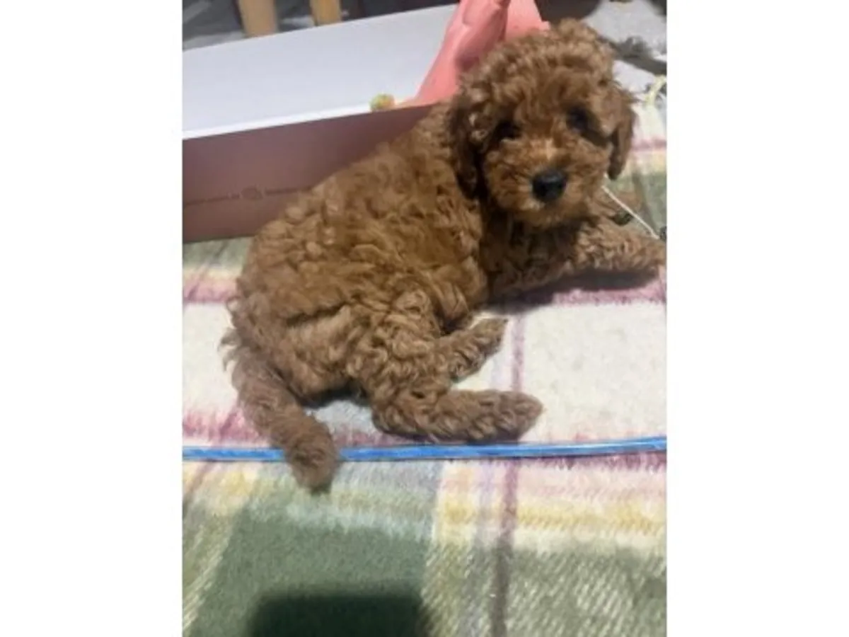 Великолепный той-пудель шоколадно-коричневого цвета — невероятно умный!