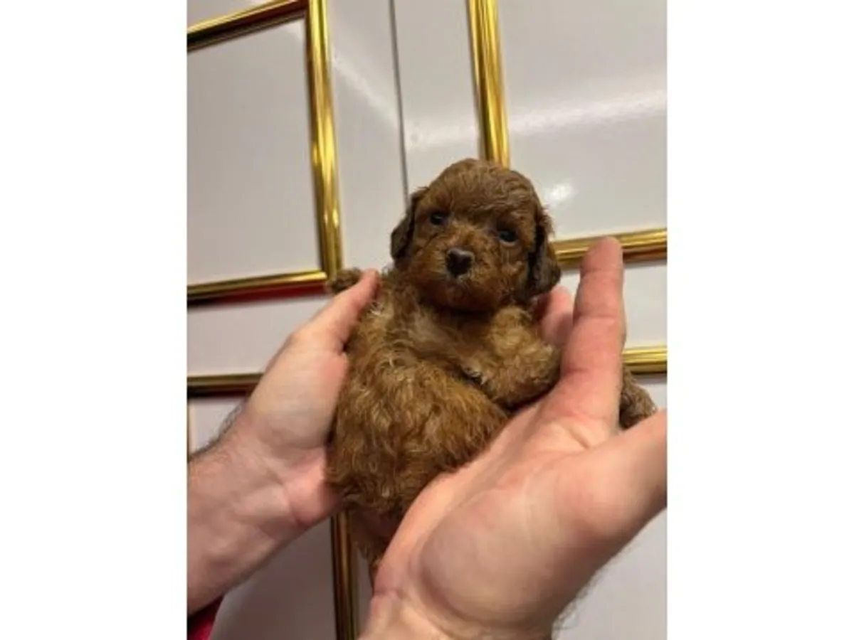 Великолепный той-пудель шоколадно-коричневого цвета — невероятно умный!