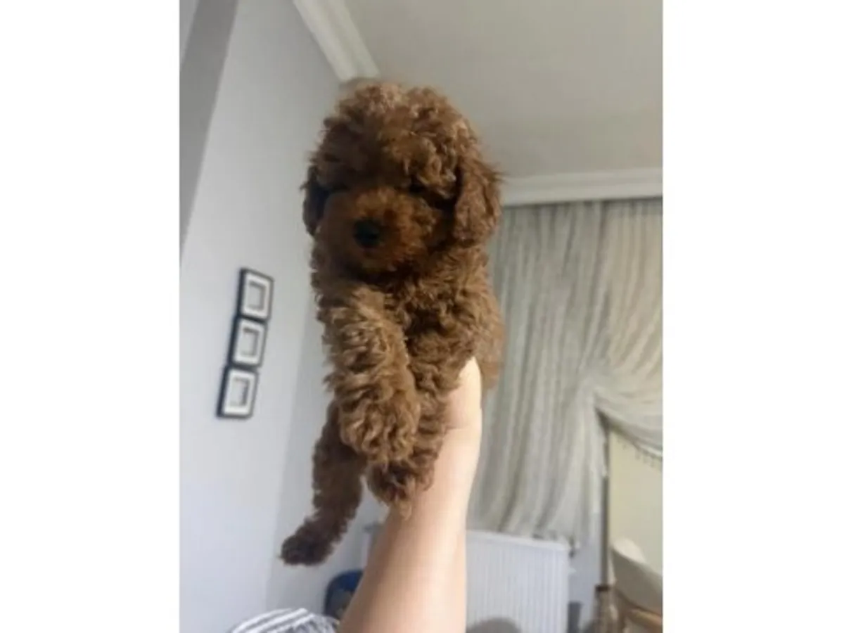 Великолепный той-пудель шоколадно-коричневого цвета — невероятно умный!