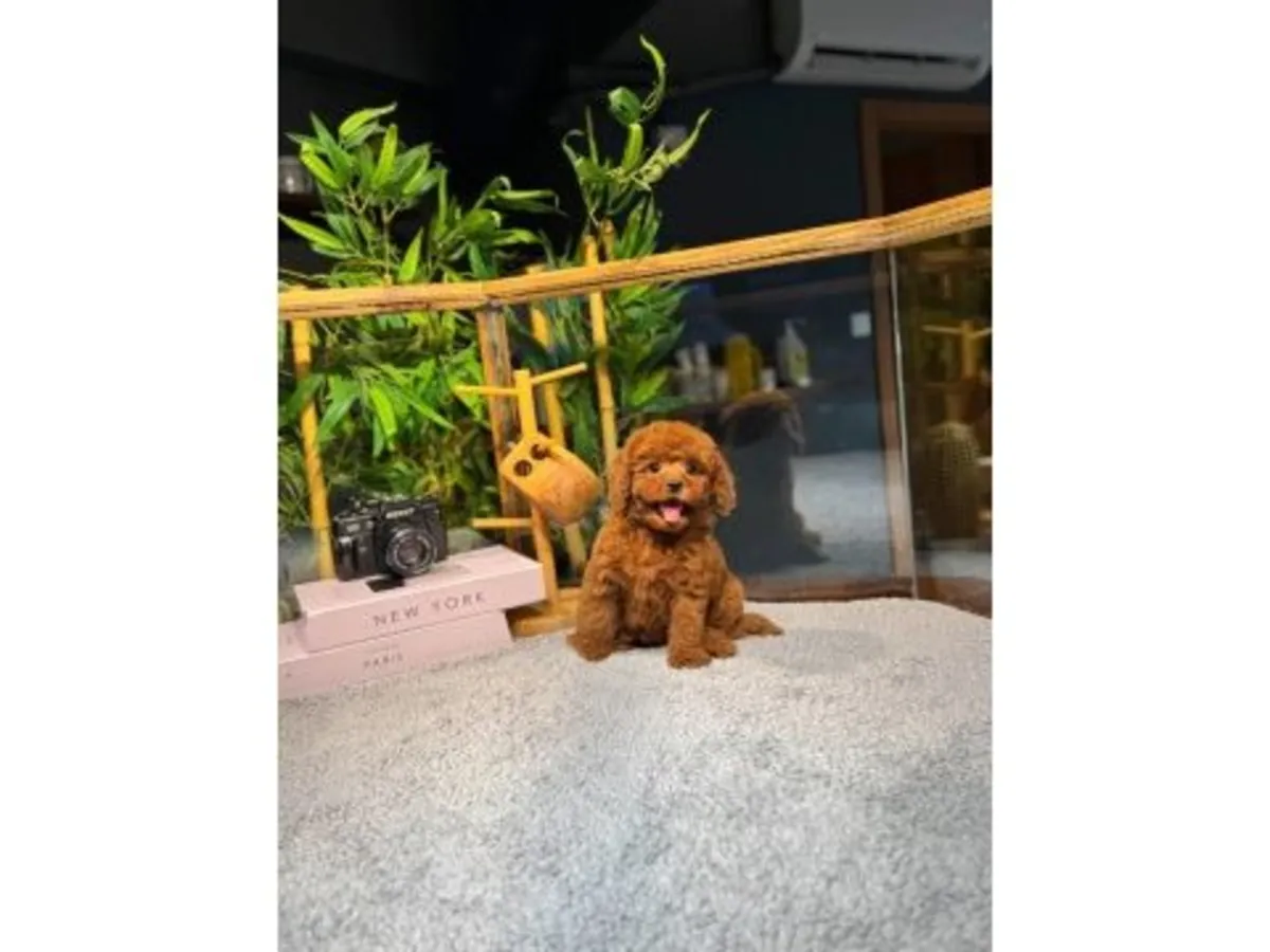 Caniche marron foncé affectueux - Adoption gratuite et urgente