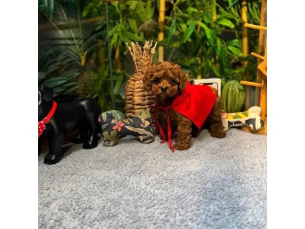 Caniche marron foncé affectueux - Adoption gratuite et urgente