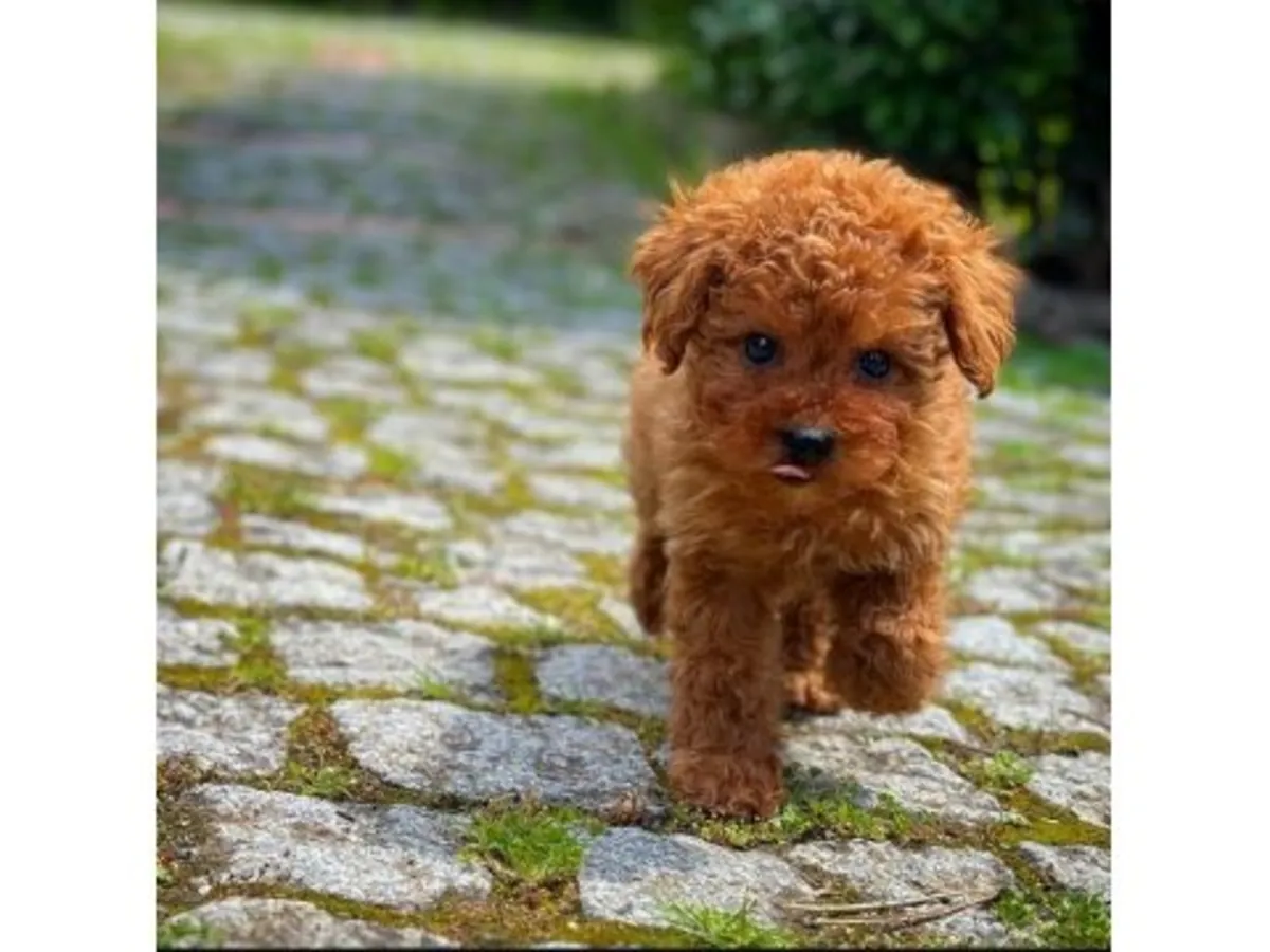 Прекрасная самка шоколадного пуделя - только в хорошую семью (бесплатно)