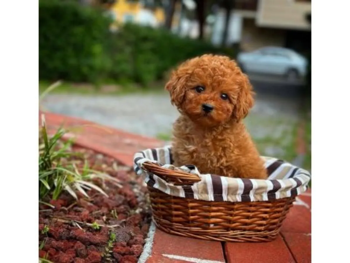 Прекрасная самка шоколадного пуделя - только в хорошую семью (бесплатно)