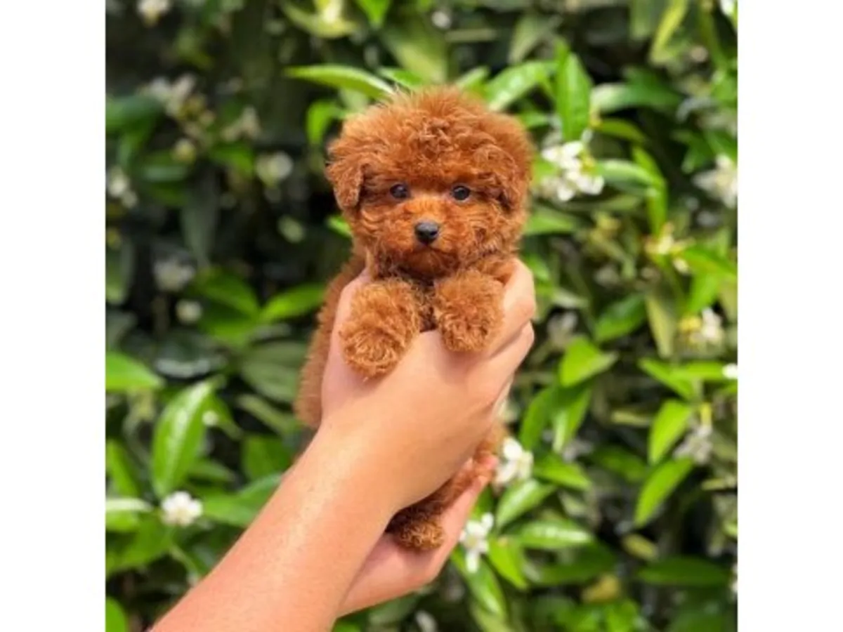 Прекрасная самка шоколадного пуделя - только в хорошую семью (бесплатно)